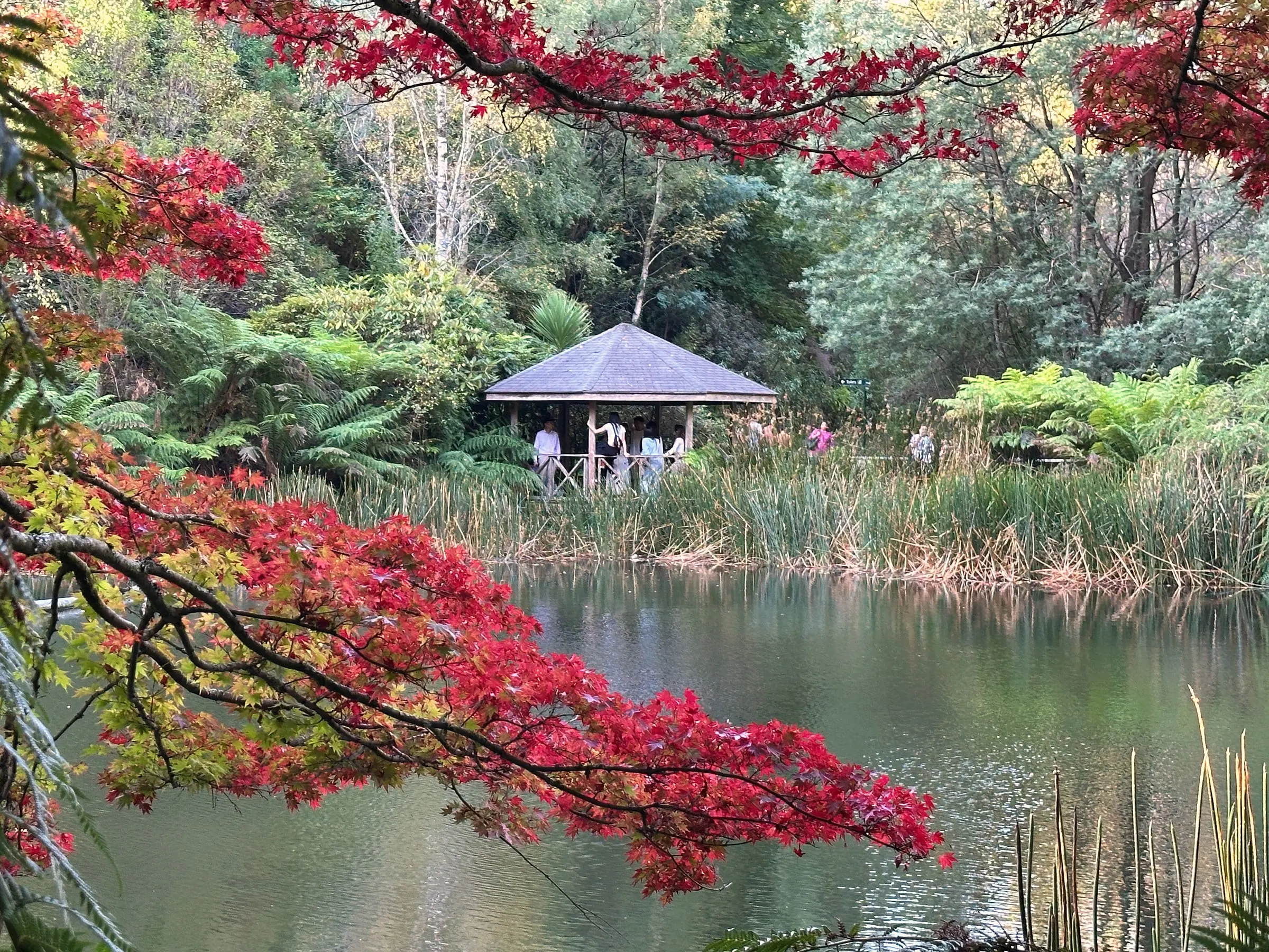 Red Japanese maple leaves hanging over a still lake, with a small boathouse among the ferns behind