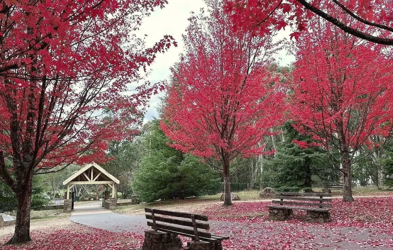 Red autumn maples around timber benches and a path leading to a timber picnic shelter