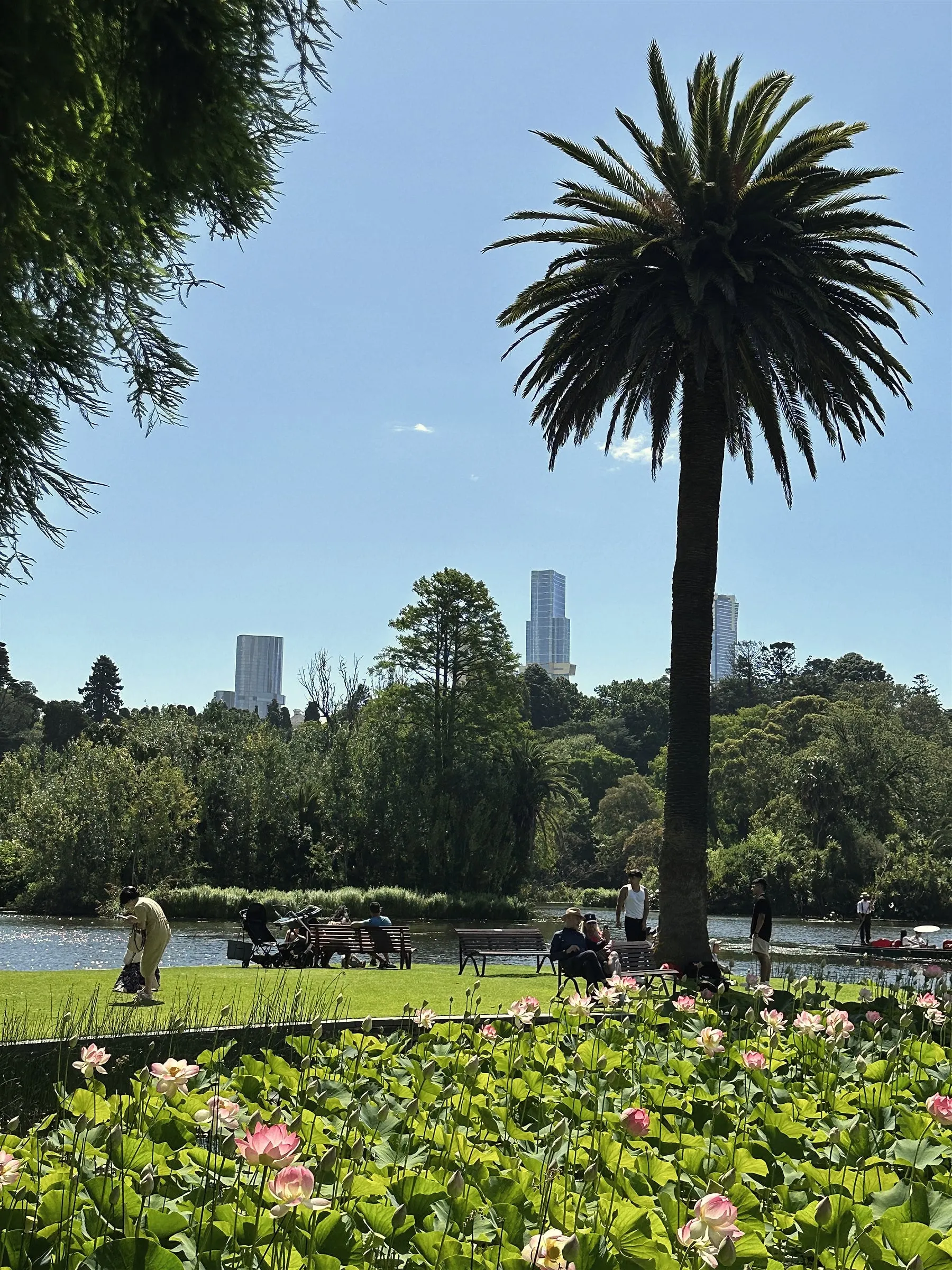 A tall palm beside a lake, with city towers rising above the trees