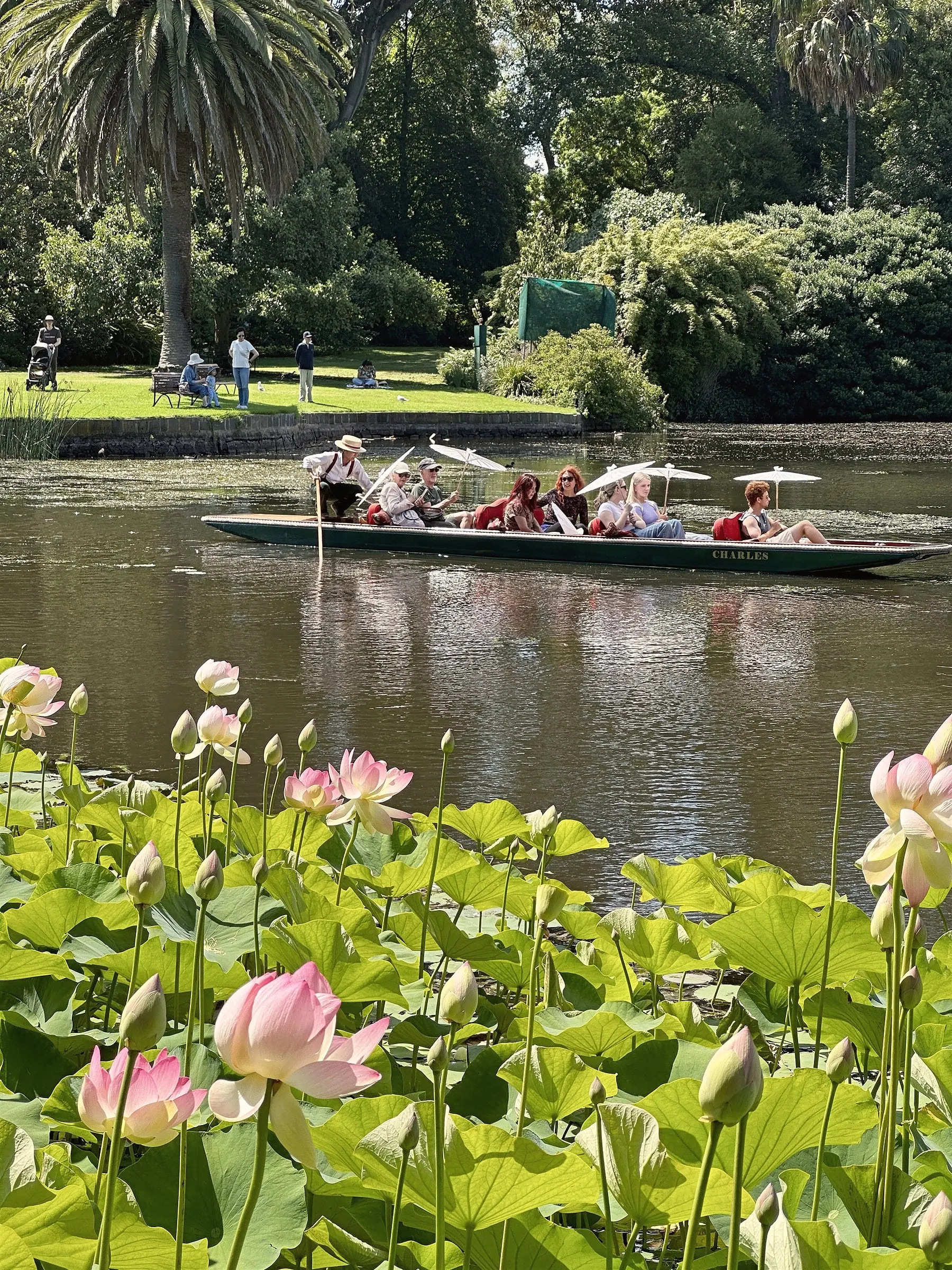 A punt carrying passengers with parasols across a lake, with pink lotus flowers in the foreground