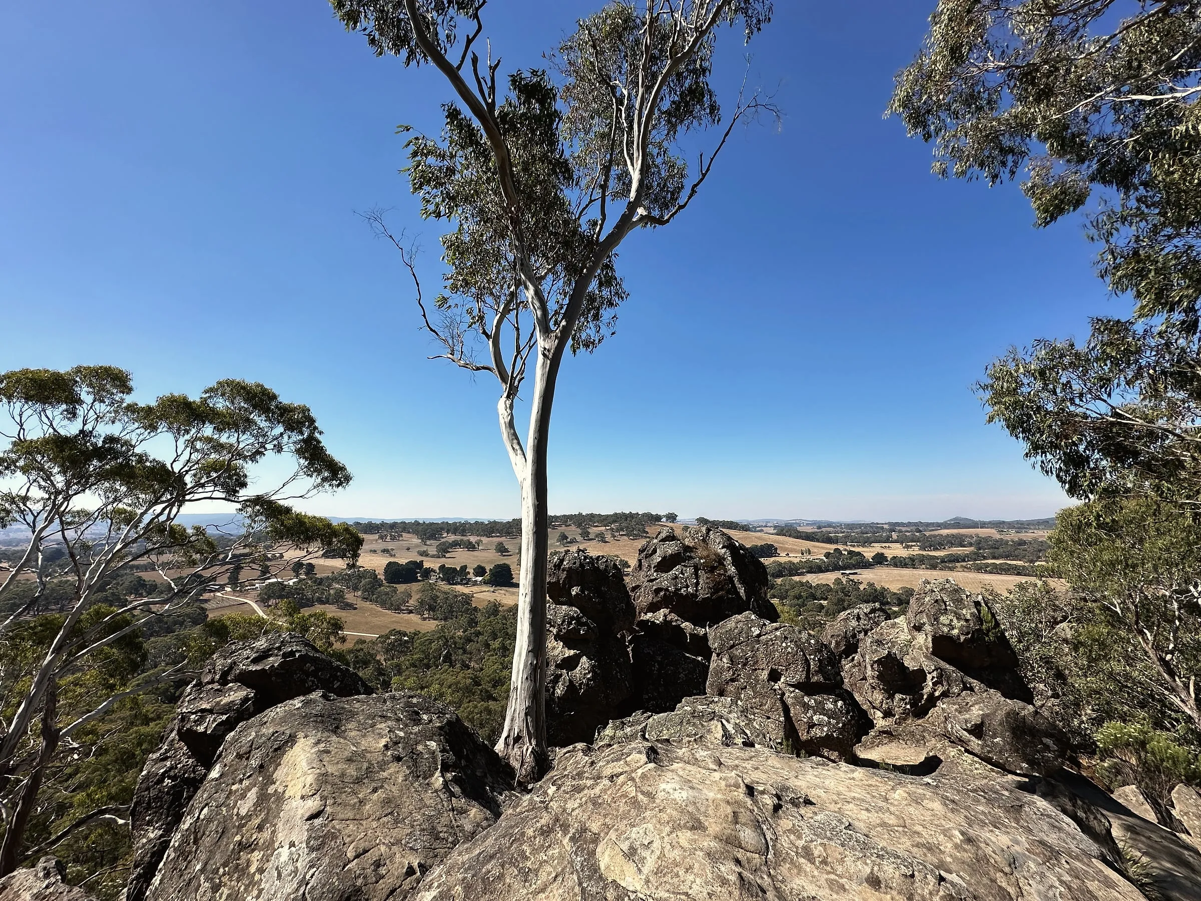 A lone gum tree growing among the boulders at the top of Hanging Rock, with farmland stretching to the horizon
