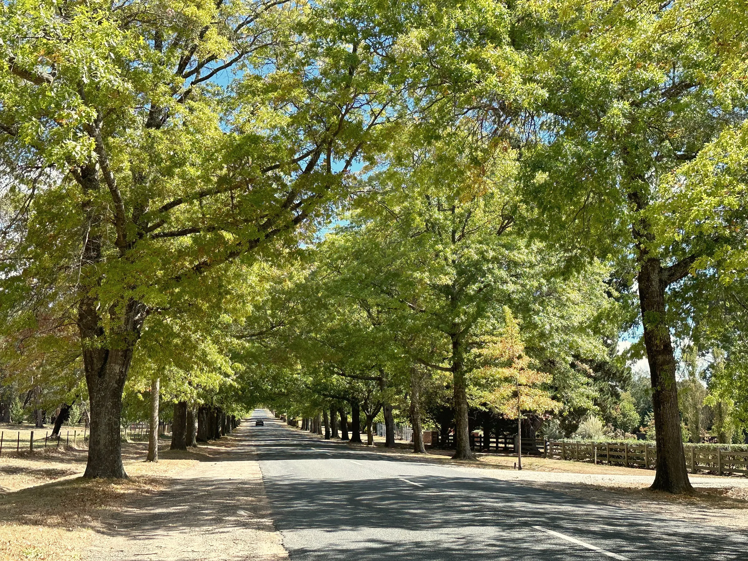 Honour Avenue in Macedon, a long straight road beneath an arch of leafy oak trees