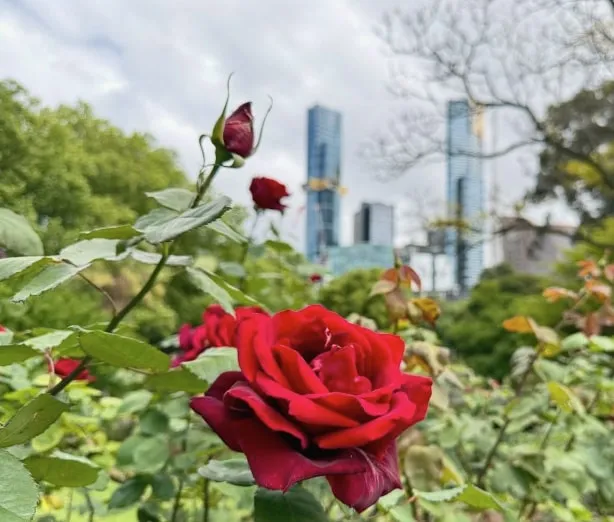 A deep red rose in bloom in Queen Victoria Gardens, with city towers rising behind the trees