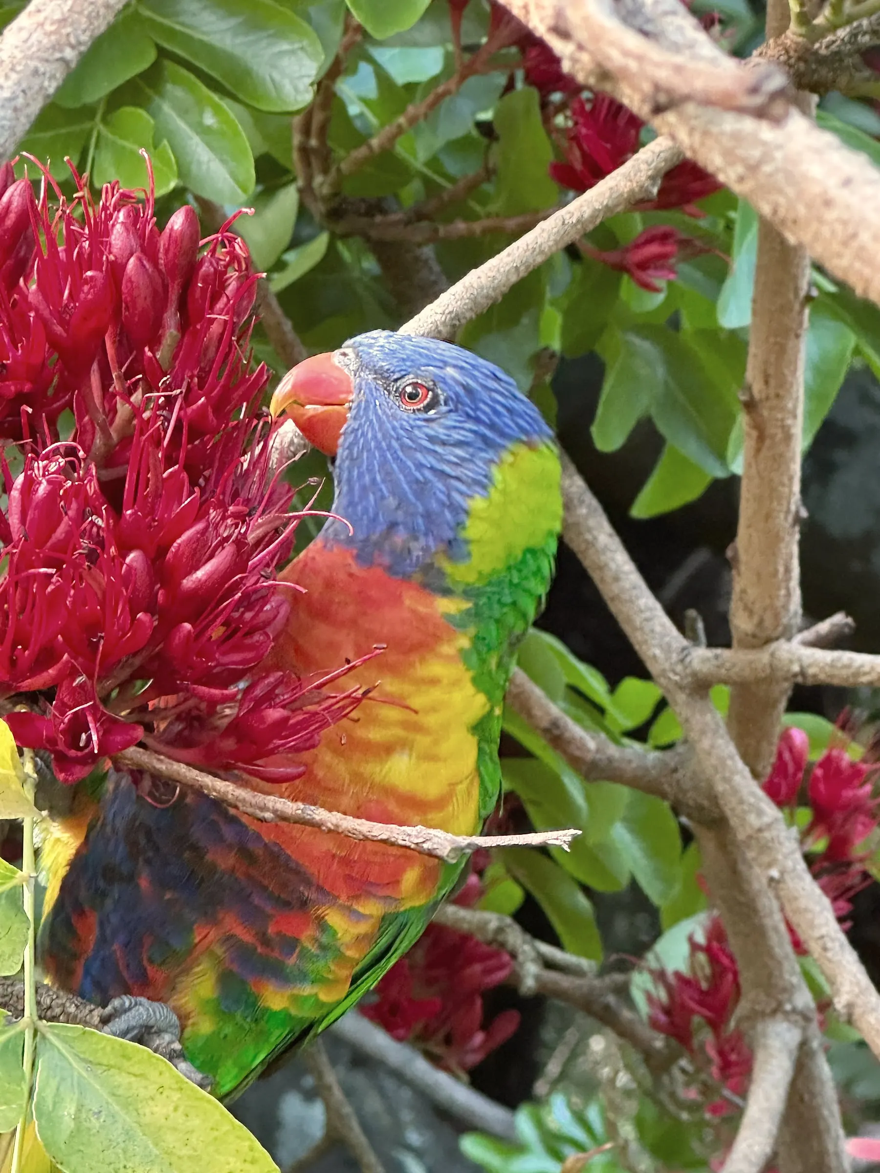 A rainbow lorikeet perched among bright red flowers