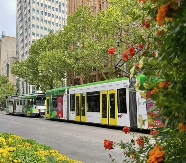 A tram on Swanston Street passing a bed of yellow flowers, with orange blooms in the foreground and leafy trees behind